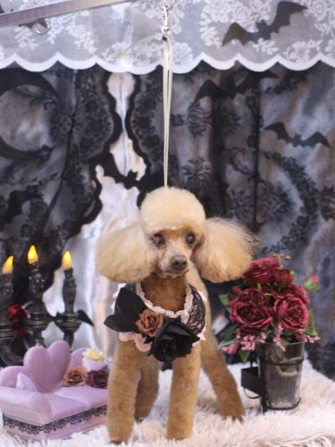 20231018リールちゃん